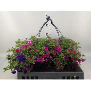 Calibrachoa  'Minifam'   ...mix
