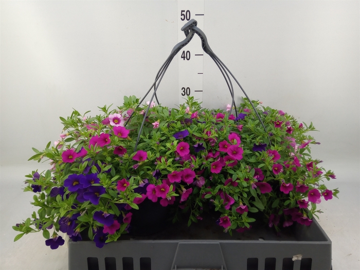 <h4>Calibrachoa  'Minifam'   ...mix</h4>