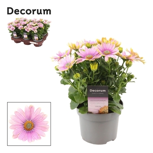 Osteospermum Cape Daisy Softly Pink