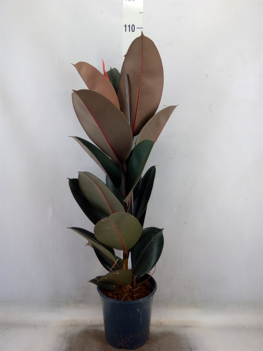 <h4>Ficus elastica 'Abidjan'</h4>
