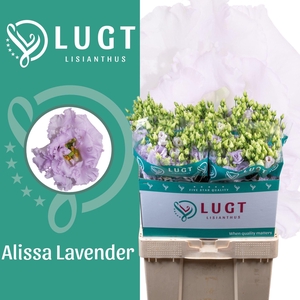 LIS G ALISSA LAVENDER