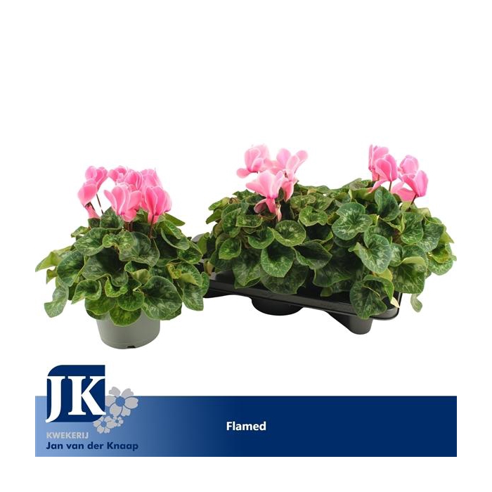 <h4>Cyclaam Light With eye</h4>