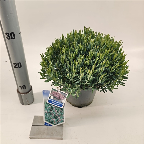 <h4>Andromeda polifolia 'Blue Ice'</h4>