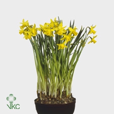 NARCISSUS TAZETTA P11 ERLISHEER