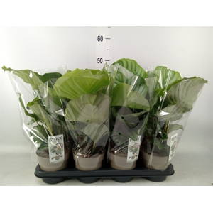 Calathea orbifolia