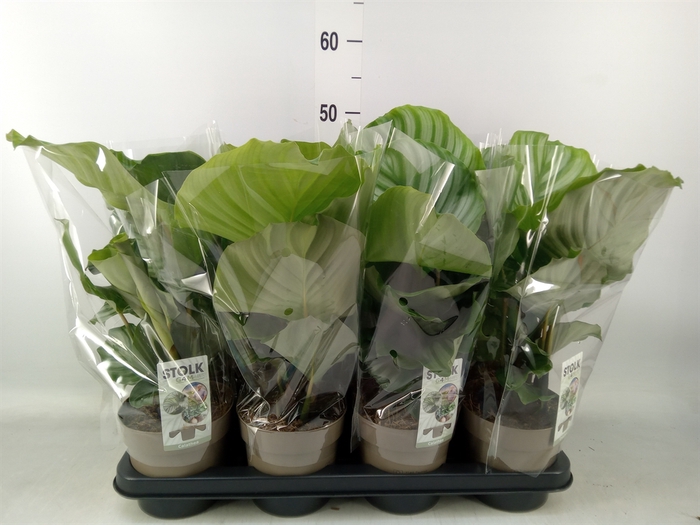 <h4>Calathea orbifolia</h4>