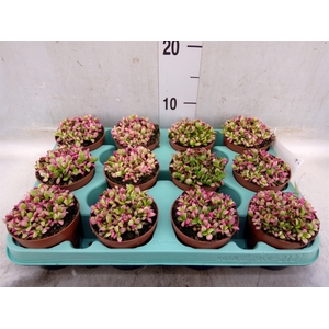 Succulents   ...