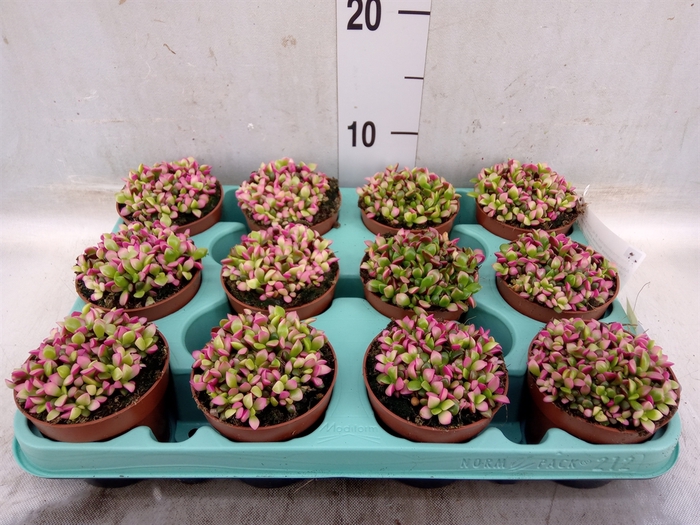 <h4>Succulents   ...</h4>