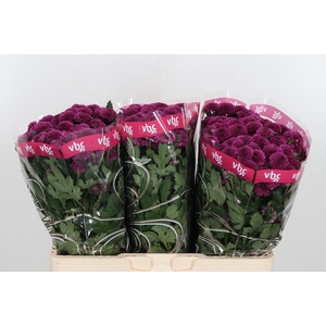 Chr San Aaa Purpetta