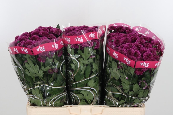 <h4>Chr San Aaa Purpetta</h4>