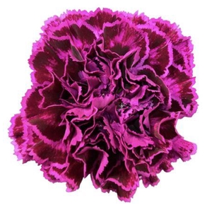 DI ST NOBBIO VIOLET