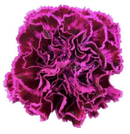 <h4>DI ST NOBBIO VIOLET</h4>