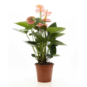 Anthurium pink (Spirit) P&PURE Collection
