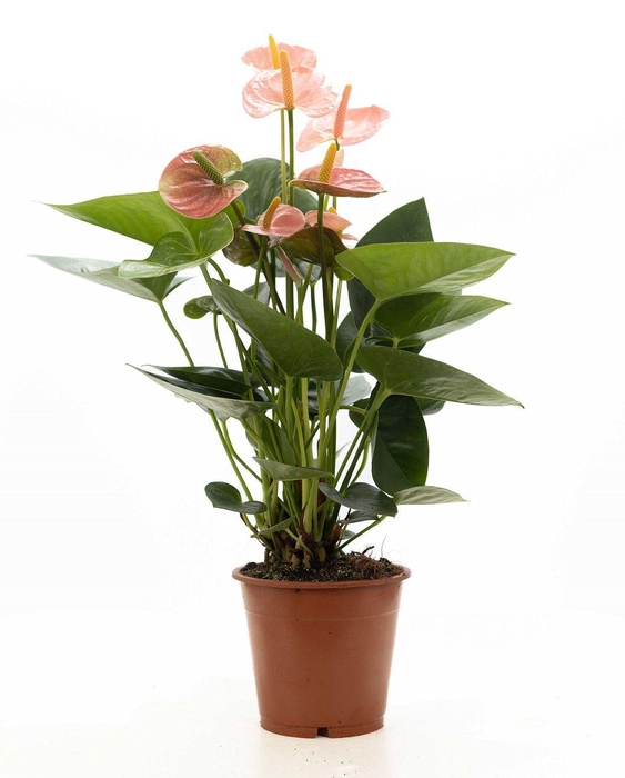 <h4>Anthurium pink (Spirit) P&PURE Collection</h4>