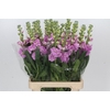 Matthiola Iron Pink