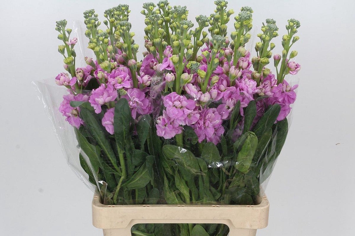 <h4>Matthiola Iron Pink</h4>