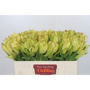 Leucadendron Goldstrike