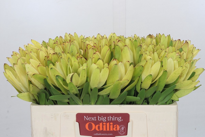 Leucadendron Goldstrike