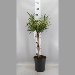 Dracaena refl.   ...