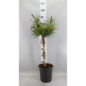 Dracaena refl.   ...