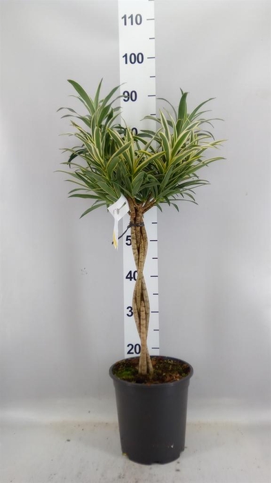 <h4>Dracaena refl.   ...</h4>