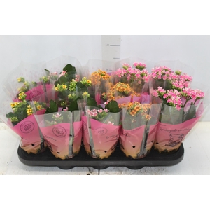 KALANCHOE P11 BICOLOR