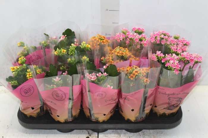 <h4>KALANCHOE P11 BICOLOR</h4>