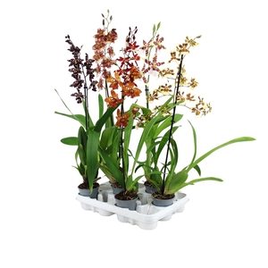 Inca Odontoglossum mix 1 spike XL