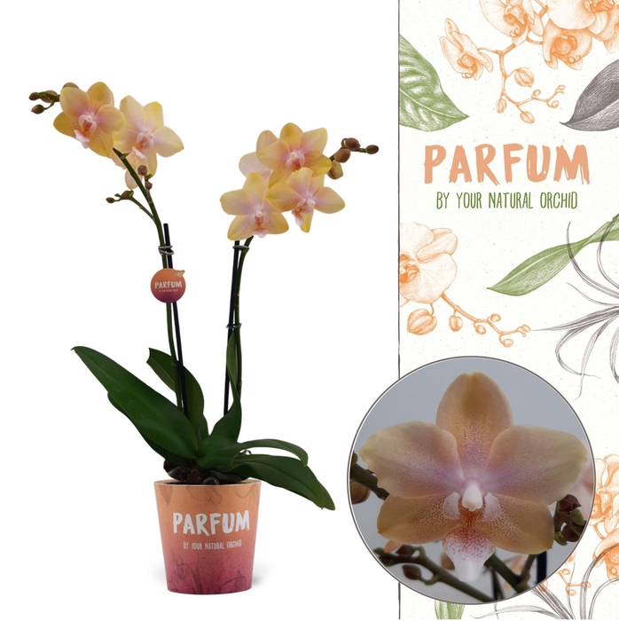 <h4>Parfum| Bolgheri Lemon | Phalaenopsis 2 spike</h4>