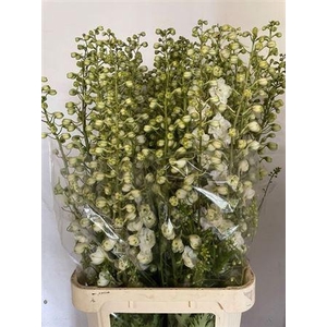 Delph Du Centurion White