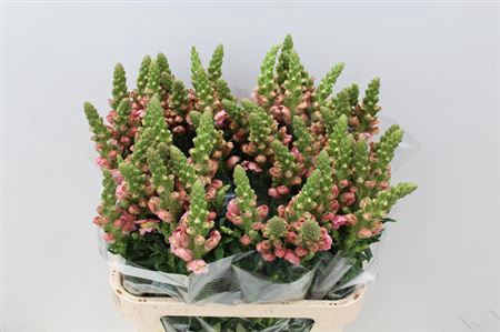 <h4>Antir Antibes Pink</h4>