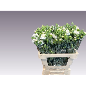 DI TR WHITE FLEURETT
