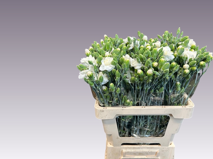 <h4>DI TR WHITE FLEURETT</h4>
