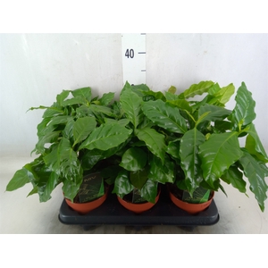 Coffea arabica