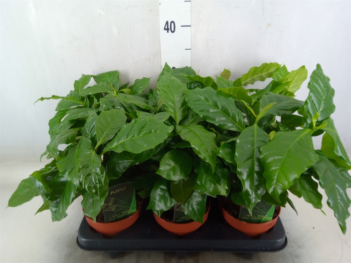 <h4>Coffea arabica</h4>