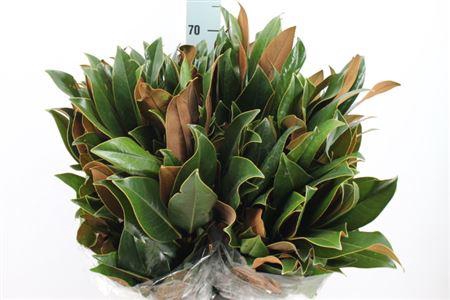 <h4>Magnolia Blad 500 Gram</h4>