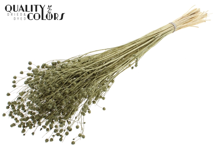 <h4>Lino Vlas per bunch in poly Intense Olive</h4>