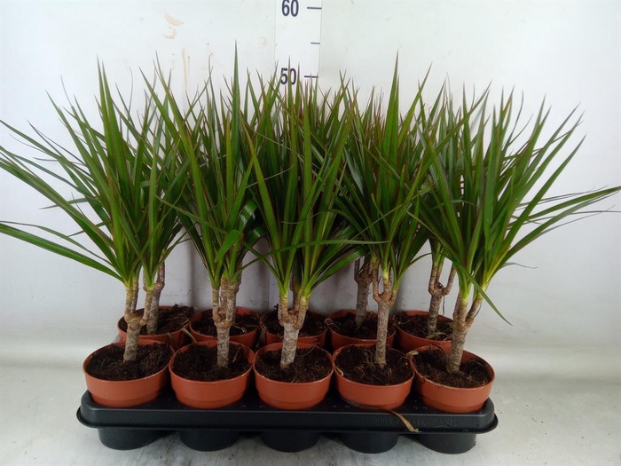 <h4>Dracaena marg.</h4>