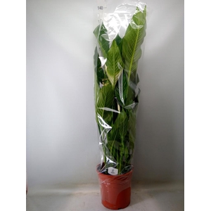 Spathiphyllum  'Sweet Sebastiano'