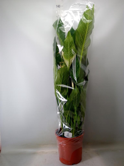<h4>Spathiphyllum 'Sweet Sebastiano'</h4>