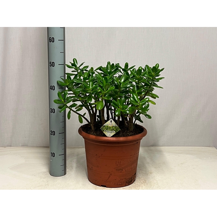 <h4>CRASS OVATA</h4>