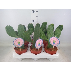 Opuntia