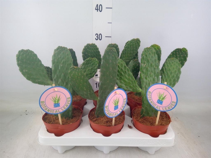 <h4>Opuntia</h4>