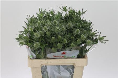 <h4>Eryngium Mag White Lagoon</h4>