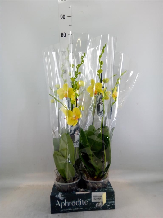 Phalaenopsis   ...yellow
