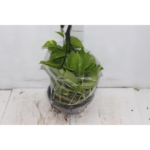 JIBOIA VERDE C21 PENDENTE