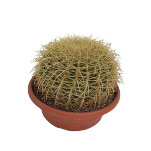 Echinocactus grusonii