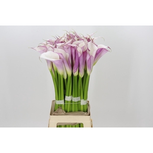 Zantedeschia Eydolls Purple White