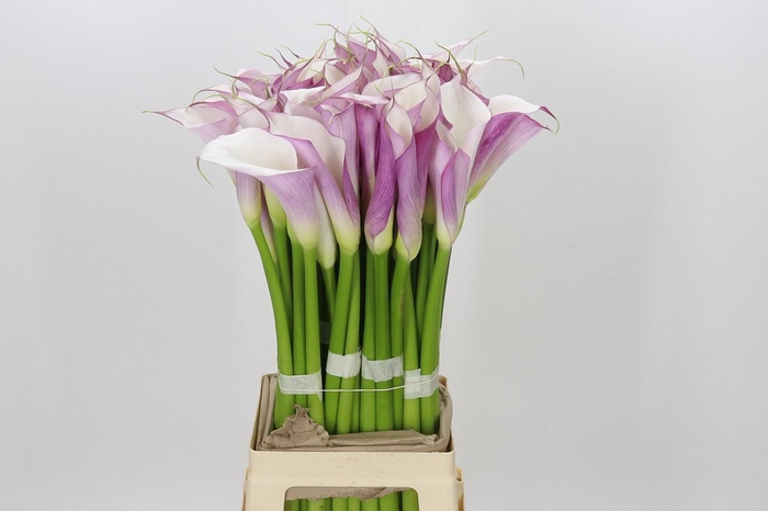 Zantedeschia Eydolls Purple White