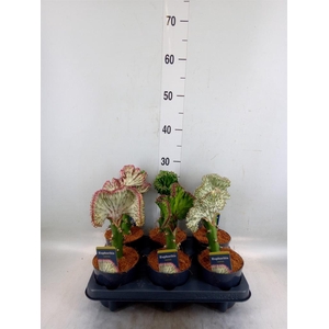 Euphorbia lactea 'Cristata'